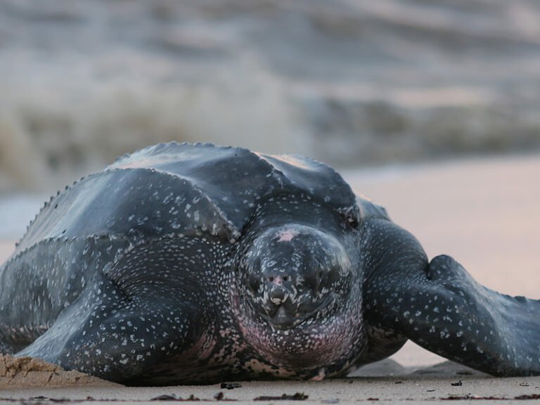 Denuncian daño a zona de desove de tortugas en La Guaira