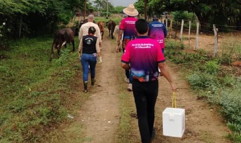 Maracaibo inicia vacunación de 4.700 bovinos contra la fiebre aftosa